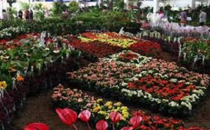 آغاز به کار نمایشگاه ملی گل و گیاه در شیراز
