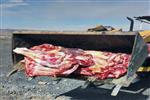 معدوم سازی 150 کیلوگرم گوشت آلوده در بیرجند