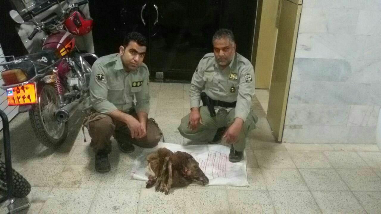 بازداشت شکارچی غیر مجاز در سربیشه