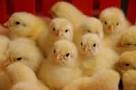افزایش 15 درصدی جوجه ریزی در مرغداری های چهارمحال و بختیاری