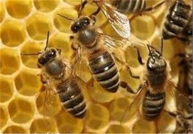 برداشت از 80 درصد کندوهای عسل در گیلان برداشت از 80 درصد کندوهای عسل در گیلان