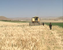 افزایش پنج برابری خرید تضمینی جو در چهارمحال و بختیاری افزایش پنج برابری خرید تضمینی جو در چهارمحال و بختیاری