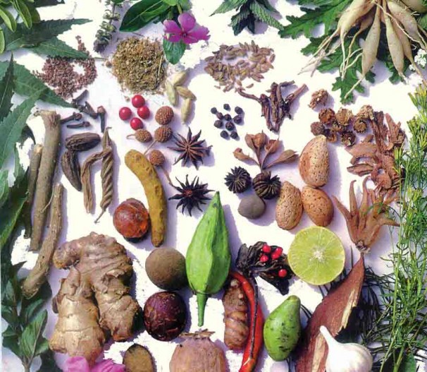 پرداخت تسهیلات برای حمایت از تولید گیاهان دارویی