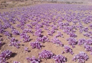 خروج پیاز زعفران از کشور غیر قانونی است خروج پیاز زعفران از کشور غیر قانونی است