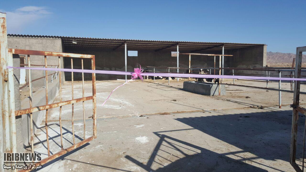 بهره برداری از واحد پرواربندی 15 رأسی دام در بیرجند