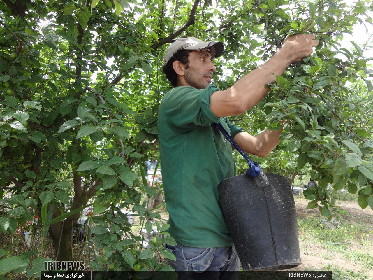 برداشت بیش از 12 هزار تن انواع میوه از باغات کشت و صنعت مغان