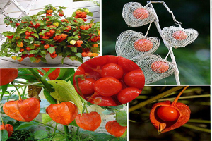 اجرای موفق طرح تکثیر  زینتی گیاه عشق در قفس در اصفهان