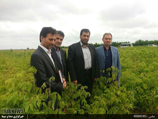 استان اردبیل در مسیر توسعه کاشت انواع گیاهان دارویی