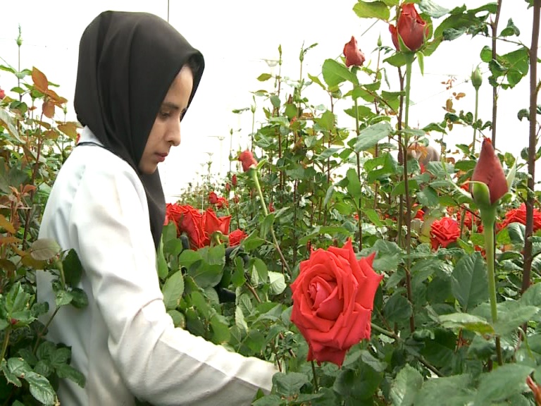 ارسال 80 درصد تولیدات گل رز بیرجند به خارج از استان