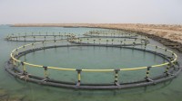 تولید ۵۰ هزار تن انواع آبزیان با روش پرورش ماهی در قفس