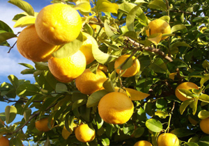 پیش‌بینی تولید ۸ هزار تن لیمو در باشت
