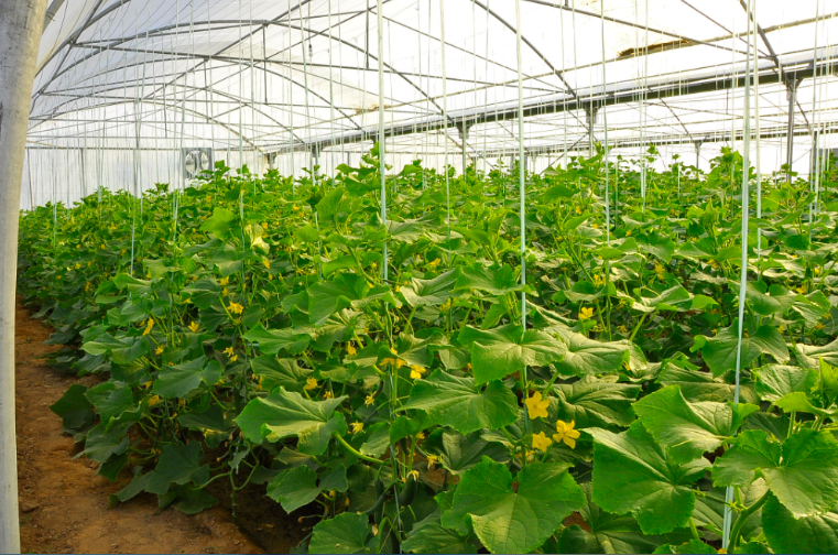 تولید 21 هزار تن محصول در گلخانه‌های استان بوشهر