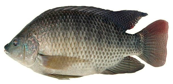تهاتر ماهی قزل آلا با گونه تیلاپیا ، خلاف قوانین حفاظت از محیط زیست
