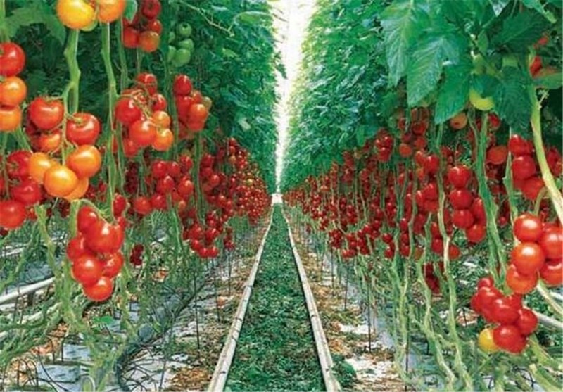 اختصاص65 میلیارد تومان تسهیلات یارانه دار به گلخانه های خراسان رضوی