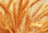 تقدير معاون رئيس جمهور از اجراي موفق خريد تضميني گندم