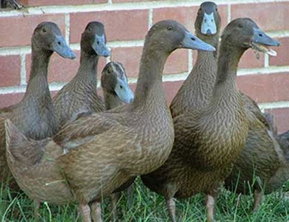 کشف هشت قطعه اردک وحشی در  یک باغ در گلپایگان