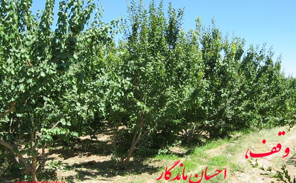 میوه شیرین باغ بهمن گوارای وجود نیازمندان میوه شیرین باغ بهمن گوارای وجود نیازمندان