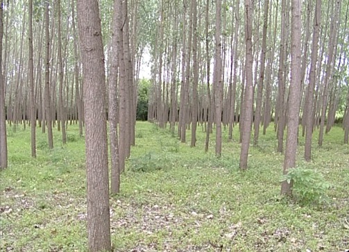 زراعت چوب در گیلان؛ از روزهای پر رونق تا تنزل به جایگاه سوم