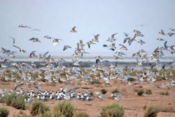 افزایش 10درصدی پرندگان مهاجرتالاب های چهارمحال و بختیاری