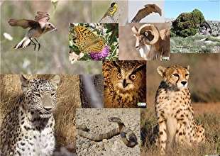 ایران جزو بیست کشور اول دارای تنوع زیستی جهان است