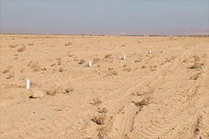 پایان مالچ پاشی و نهال کاری در بحرانی ترین کانون فرسایش بادی استان