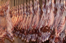 عرضه روزانه 8 تن گوشت گرم وارداتی تنظیم بازار در مشهد