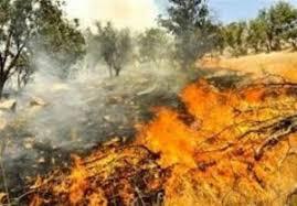 درخواست کمک برای مهار آتش در جنگل های لنده و بهمئی