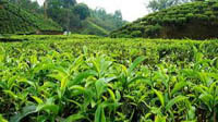 خرید ۷۳ هزار تن برگ سبز چای