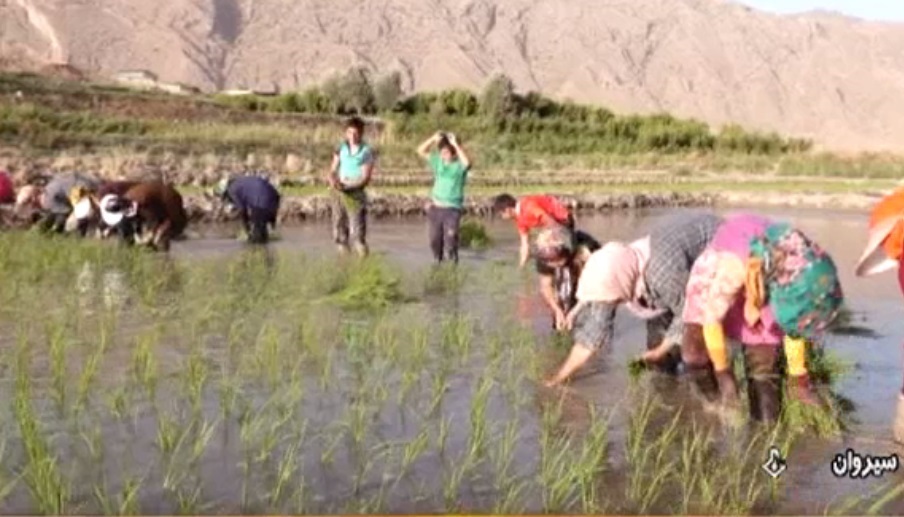 حکايت اين روزهاي برنج کاران استان