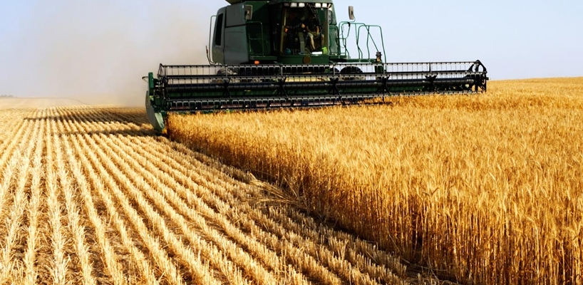 خرید بیش از ۵۸ هزار تن گندم از کشاورزان مناطق گرمسیری استان