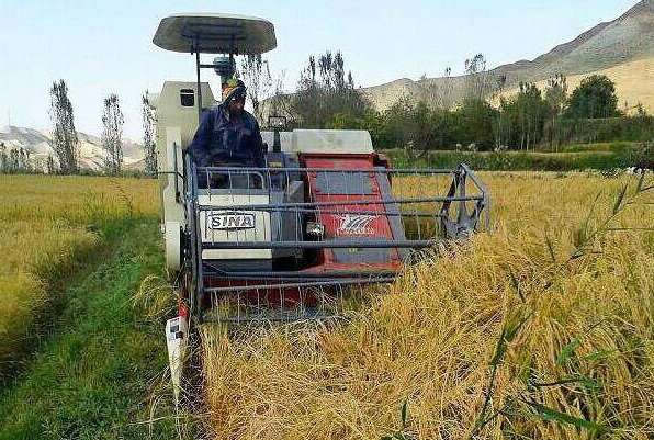 برداشت برنج در 80 هزار هکتار از شالیزارهای مازندران برداشت برنج در 80 هزار هکتار از شالیزارهای مازندران