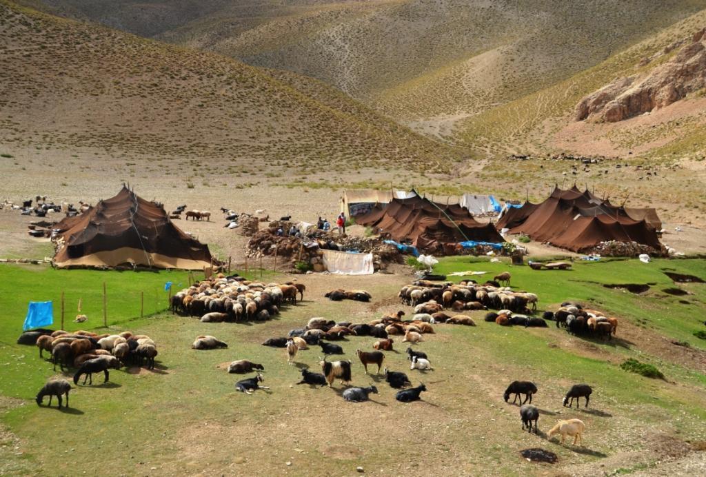 گواهی محصول سالم برای تولیدات عشایر گواهی محصول سالم برای تولیدات عشایر
