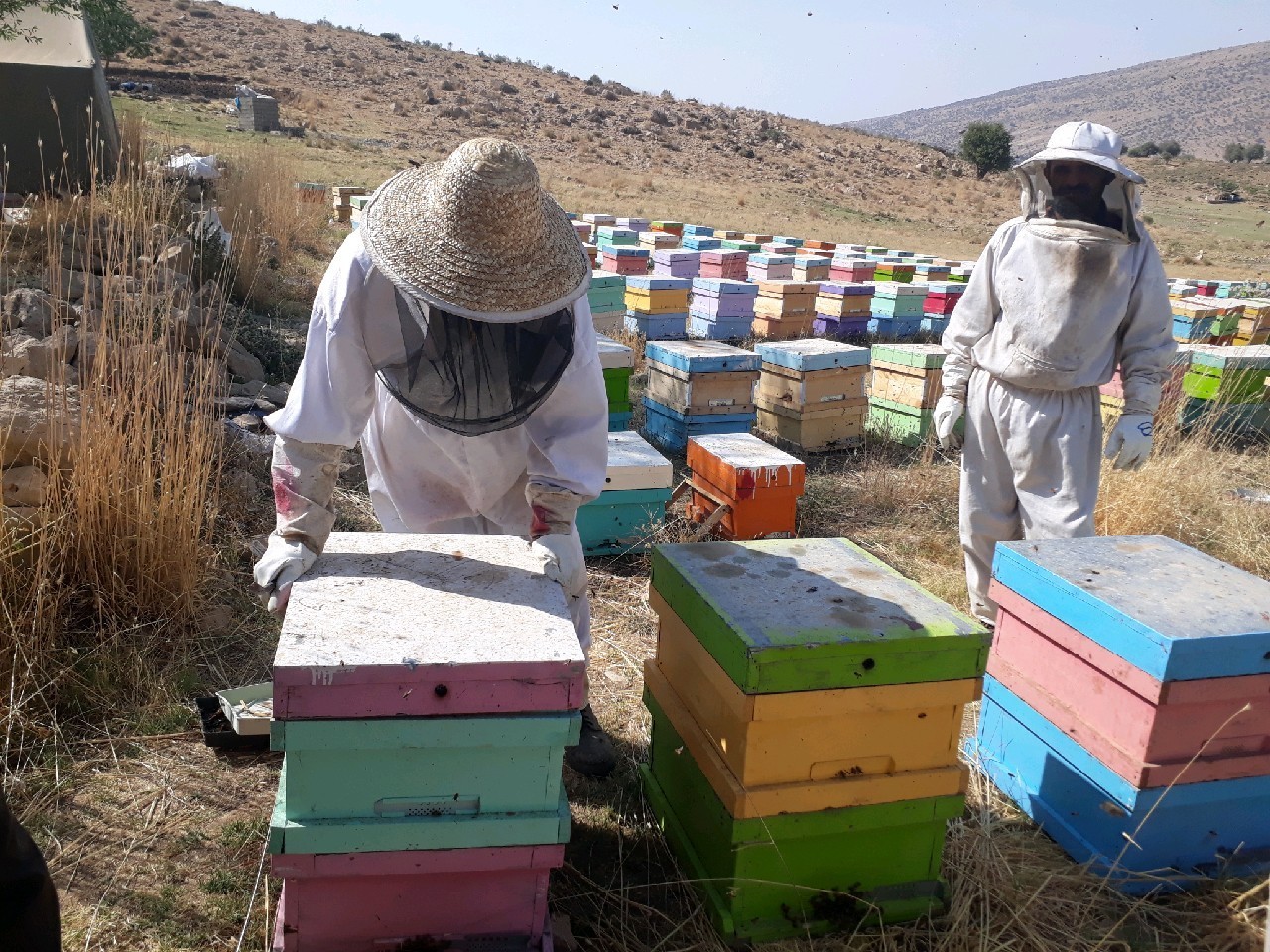 صادرات عسل زنبوردار هم استانی به خارج از کشور
