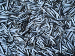 رشد 13 درصدی صید ماهی کیلکا ، امسال در مازندران