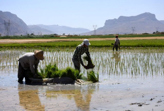 ممنوعیت کاشت برنج در استان فارس