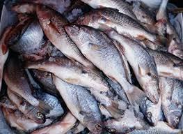 کشف 450 کیلو گرم ماهی منجمد غیر قابل مصرف در شاهرود