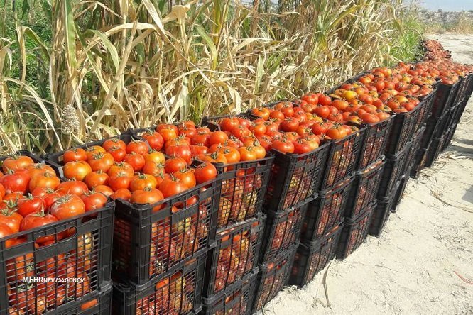 خرید توافقی گوجه فرنگی کشاورزان بوشهری