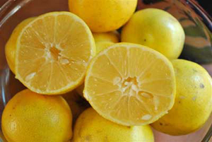 آغاز برداشت لیمو شیرین از قطب تولید این محصول در کشور