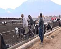 جودانه ؛ قطب تولید شیر و گوشت در استان سمنان جودانه ؛ قطب تولید شیر و گوشت در استان سمنان