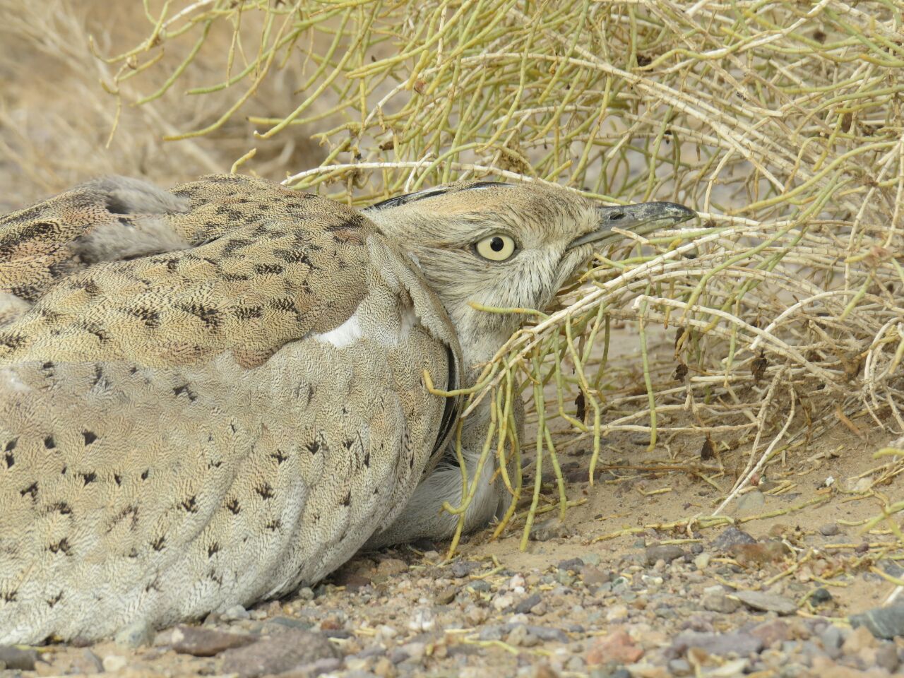 سرشماری هوبره در زیستگاههای طبیعی شهرستان خواف