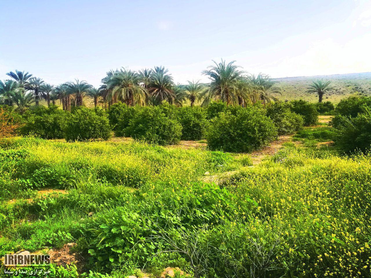 خود نمایی طبیعت بهاری جویم لار