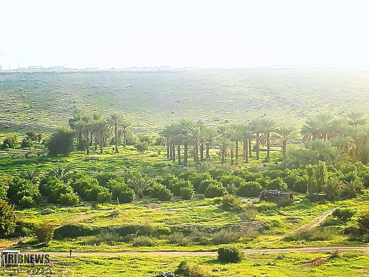 خود نمایی طبیعت بهاری جویم لار