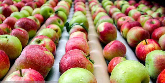 آزادی صادرات سیب، نوش دارویی برای صادرکنندگان
