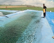 رهاسازی 7 میلیون قطعه بچه ماهی قزل آلا در واحدهای آبزی پروری استان مرکزی