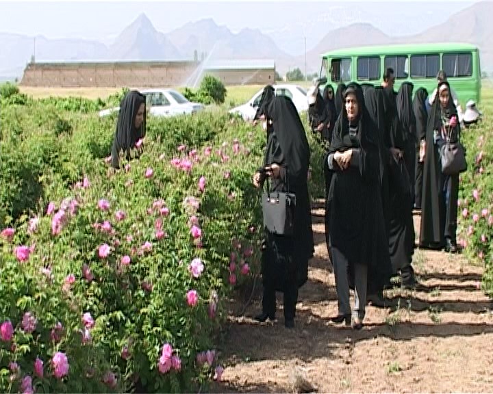 پیش بینی برداشت 300تن گل محمدی از مزارع شهرستان گلپایگان