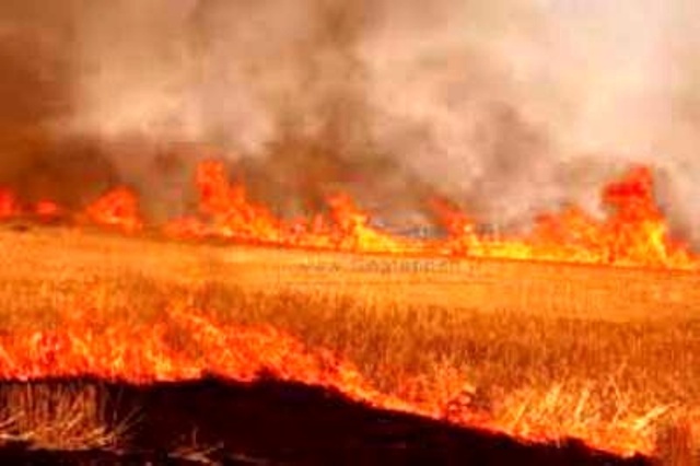 آتش سوزی مزارع در ممسنی دوباره قربانی گرفت