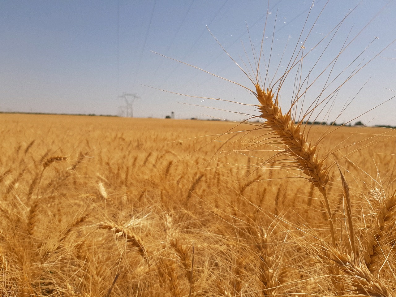 رتبه برتر ساوه در تولید گندم در استان مرکزی