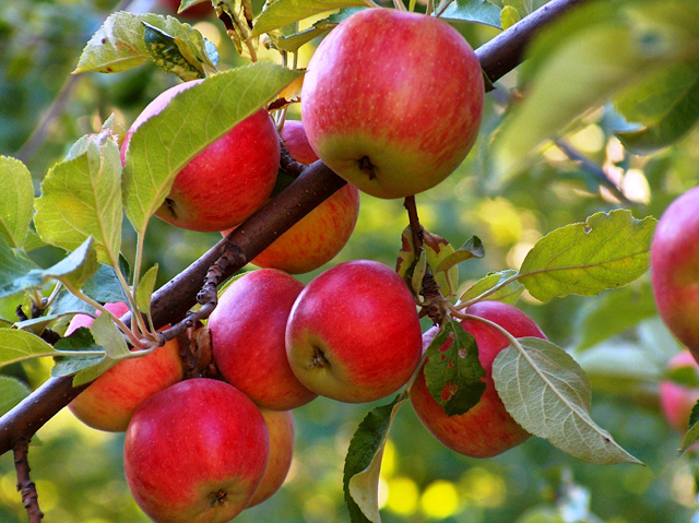 شازند رتبه نخست تولید سیب در استان مرکزی
