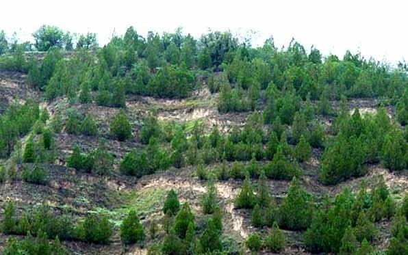 جنگل کاری 1300 هکتاری در منطقه چپقلی