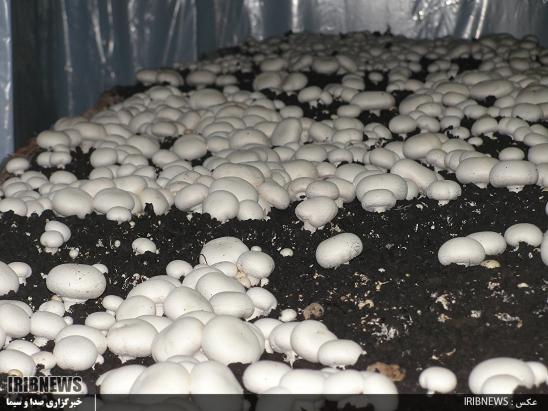 طرح های اقتصاد مقاومتی بسیج، شانه به شانه تولید طرح های اقتصاد مقاومتی بسیج، شانه به شانه تولید